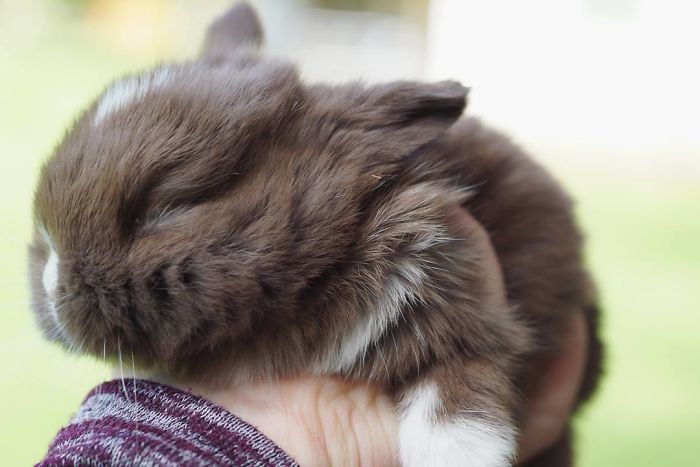 Baby-Rabbits-Palms-Blue-Clover-Rabbitry