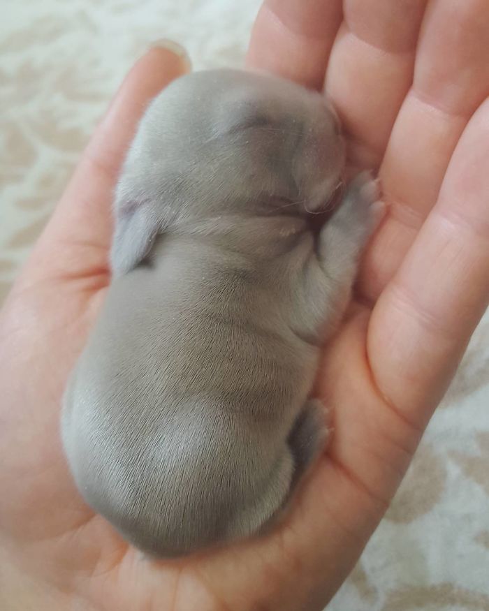 Baby-Rabbits-Palms-Blue-Clover-Rabbitry