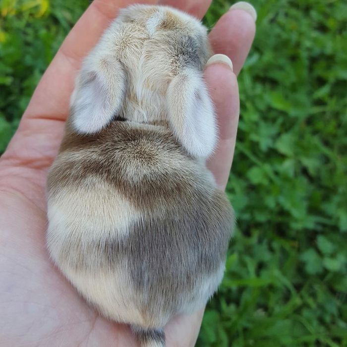 Baby-Rabbits-Palms-Blue-Clover-Rabbitry