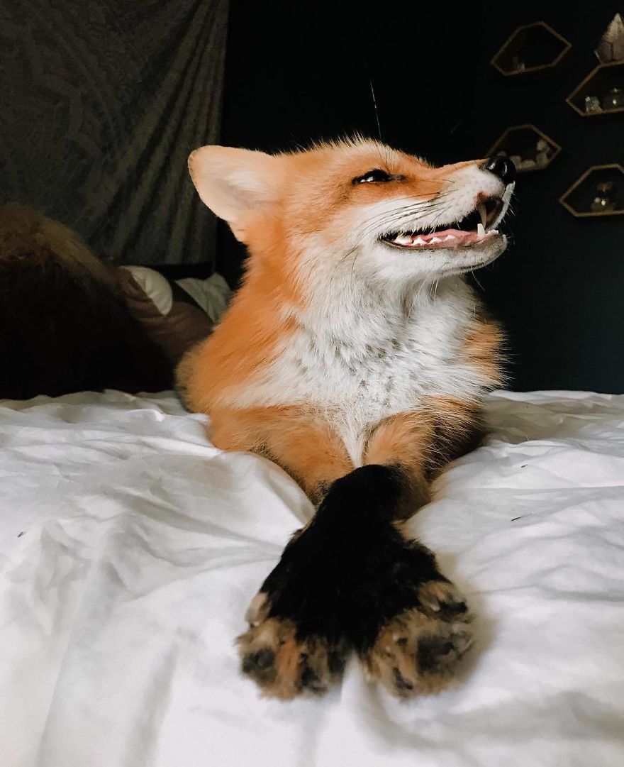 Here's What It's Like To Live With Juniper The World's Happiest Fox