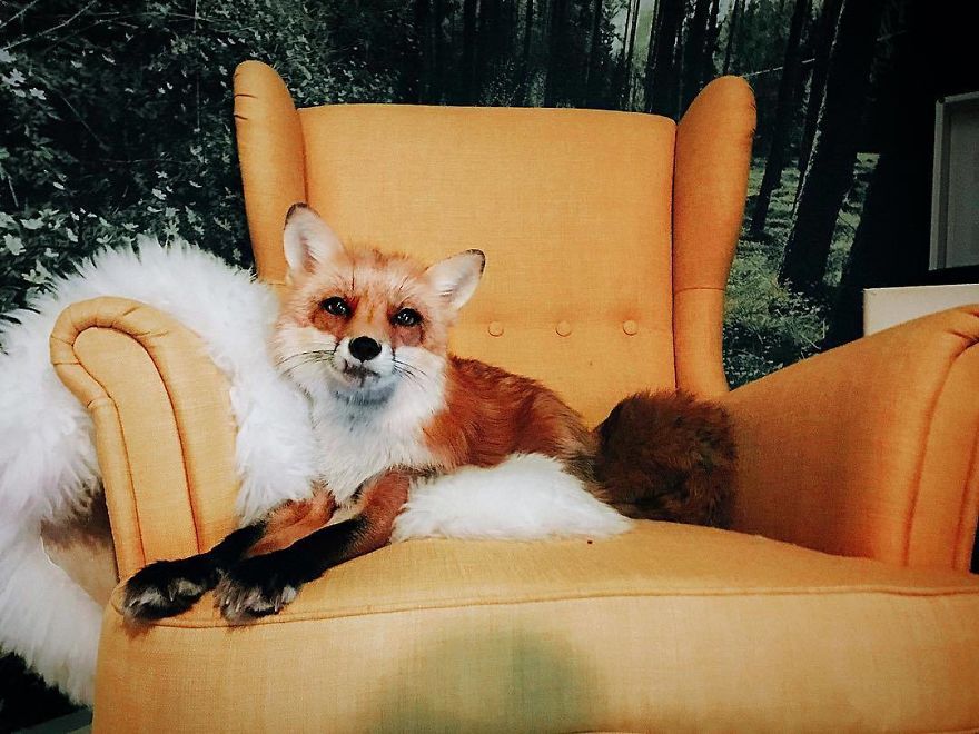 Here's What It's Like To Live With Juniper The World's Happiest Fox