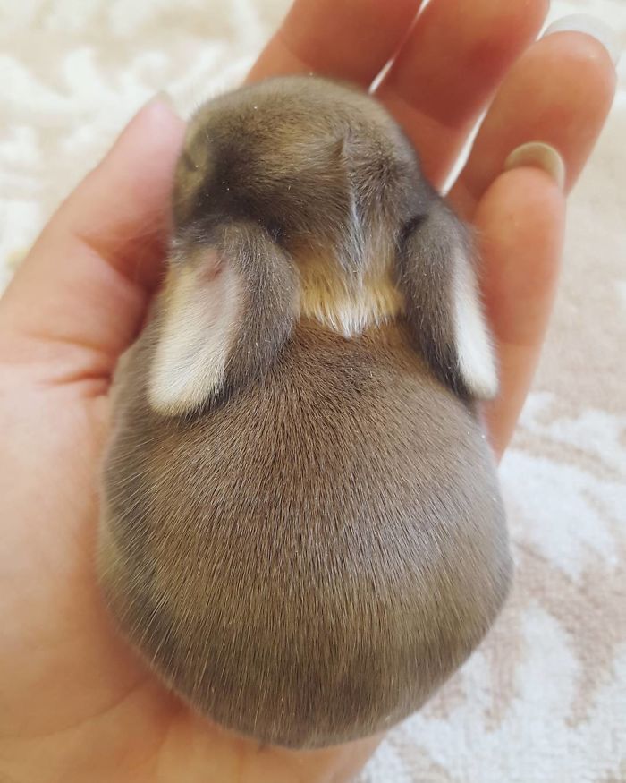 Baby-Rabbits-Palms-Blue-Clover-Rabbitry