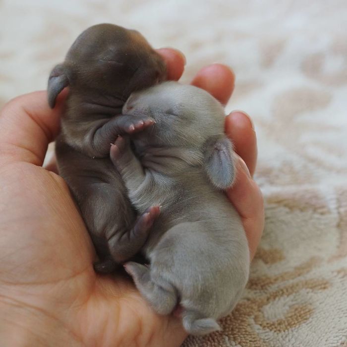 Baby-Rabbits-Palms-Blue-Clover-Rabbitry