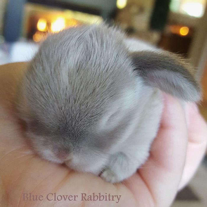 Baby-Rabbits-Palms-Blue-Clover-Rabbitry