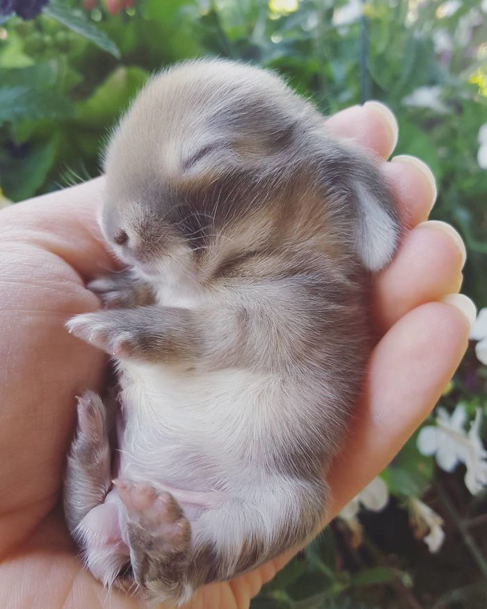 Baby-Rabbits-Palms-Blue-Clover-Rabbitry