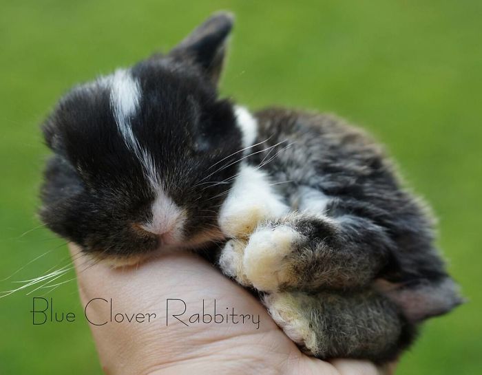 Baby-Rabbits-Palms-Blue-Clover-Rabbitry
