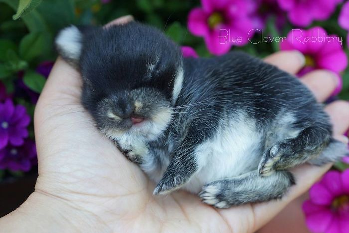 Baby-Rabbits-Palms-Blue-Clover-Rabbitry