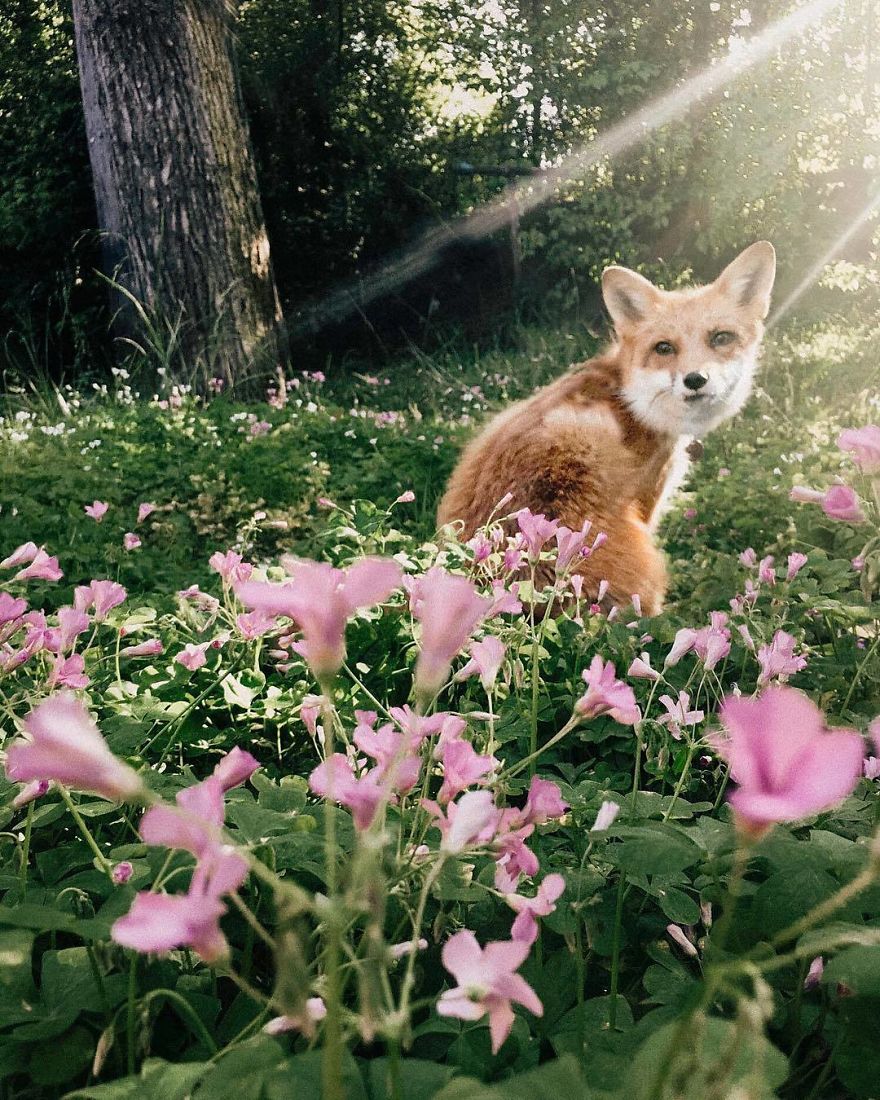 Here's What It's Like To Live With Juniper The World's Happiest Fox