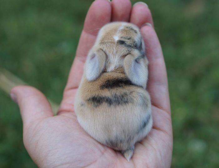 Baby-Rabbits-Palms-Blue-Clover-Rabbitry