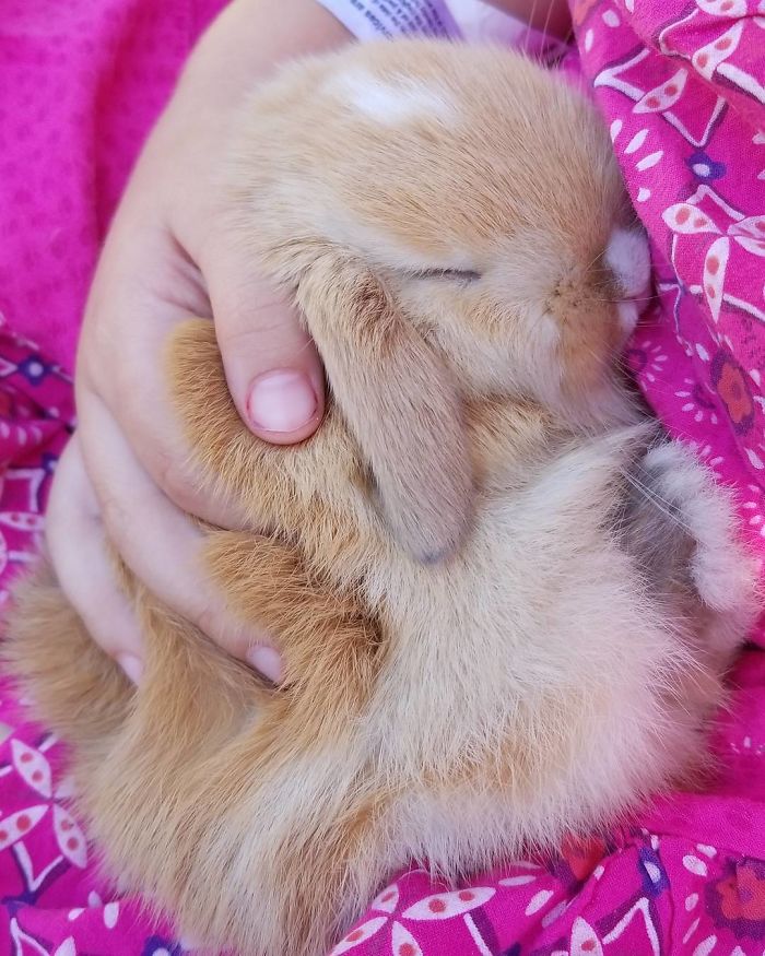 Baby-Rabbits-Palms-Blue-Clover-Rabbitry