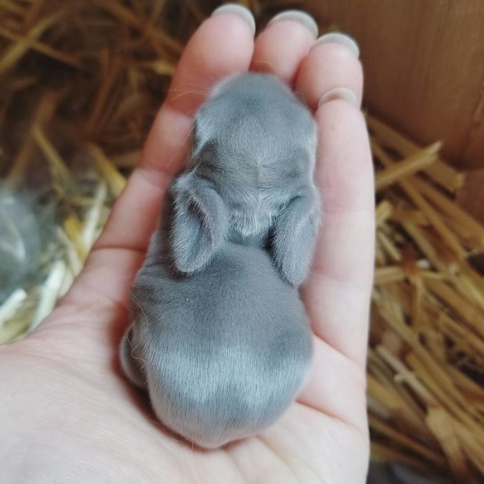 Baby-Rabbits-Palms-Blue-Clover-Rabbitry