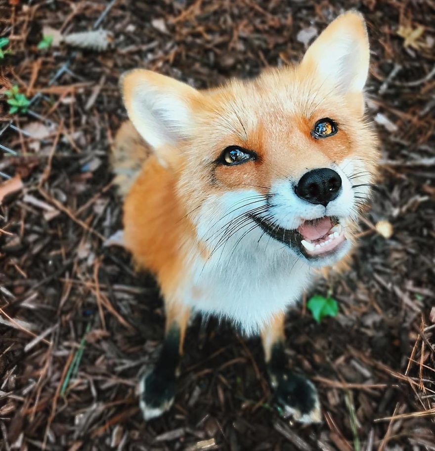 Here's What It's Like To Live With Juniper The World's Happiest Fox