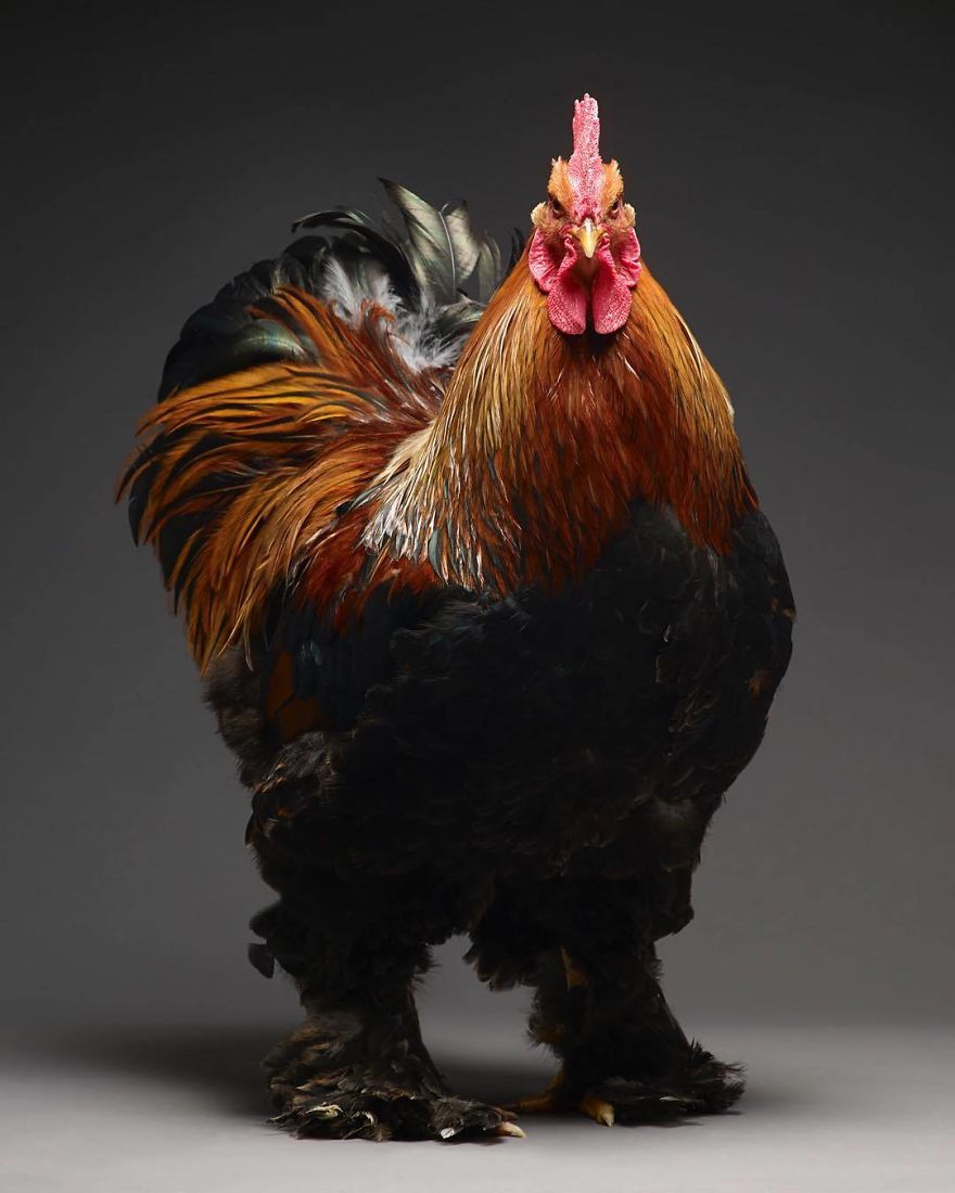 Chickens Are Just Stunning.