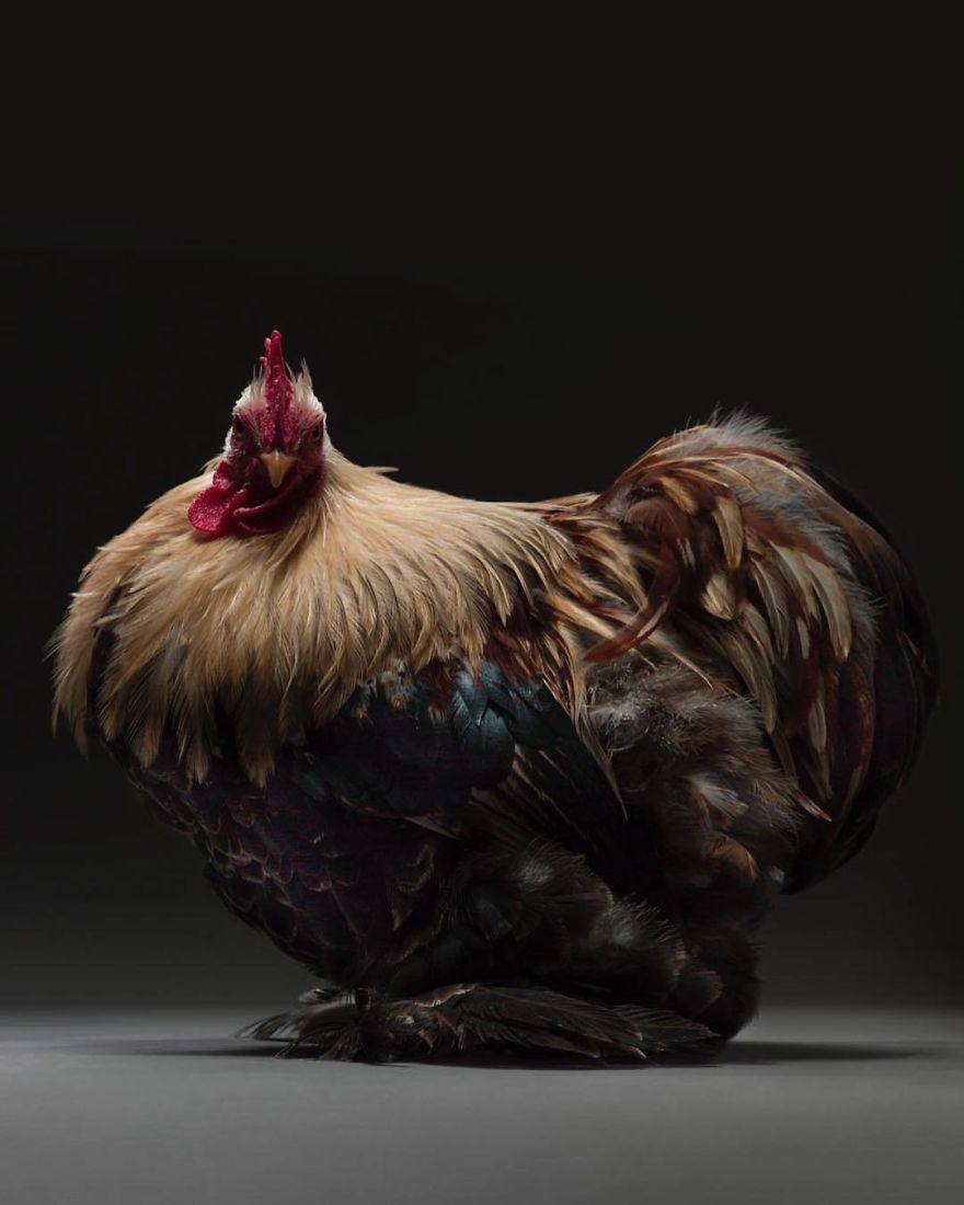Chickens Are Just Stunning.