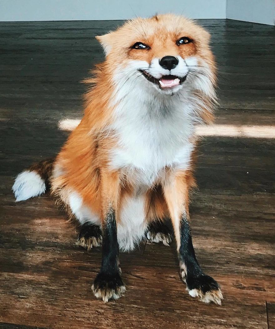 Here's What It's Like To Live With Juniper The World's Happiest Fox