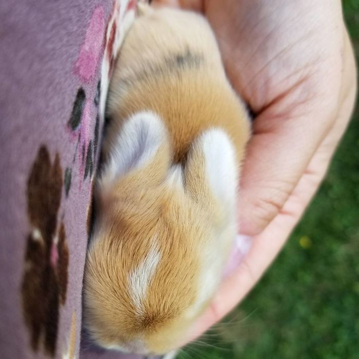 Baby-Rabbits-Palms-Blue-Clover-Rabbitry