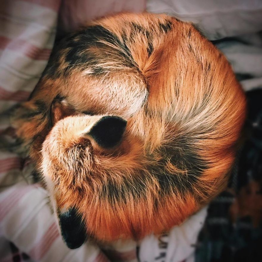 Here's What It's Like To Live With Juniper The World's Happiest Fox