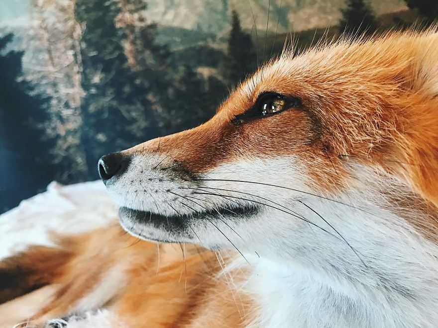 Here's What It's Like To Live With Juniper The World's Happiest Fox