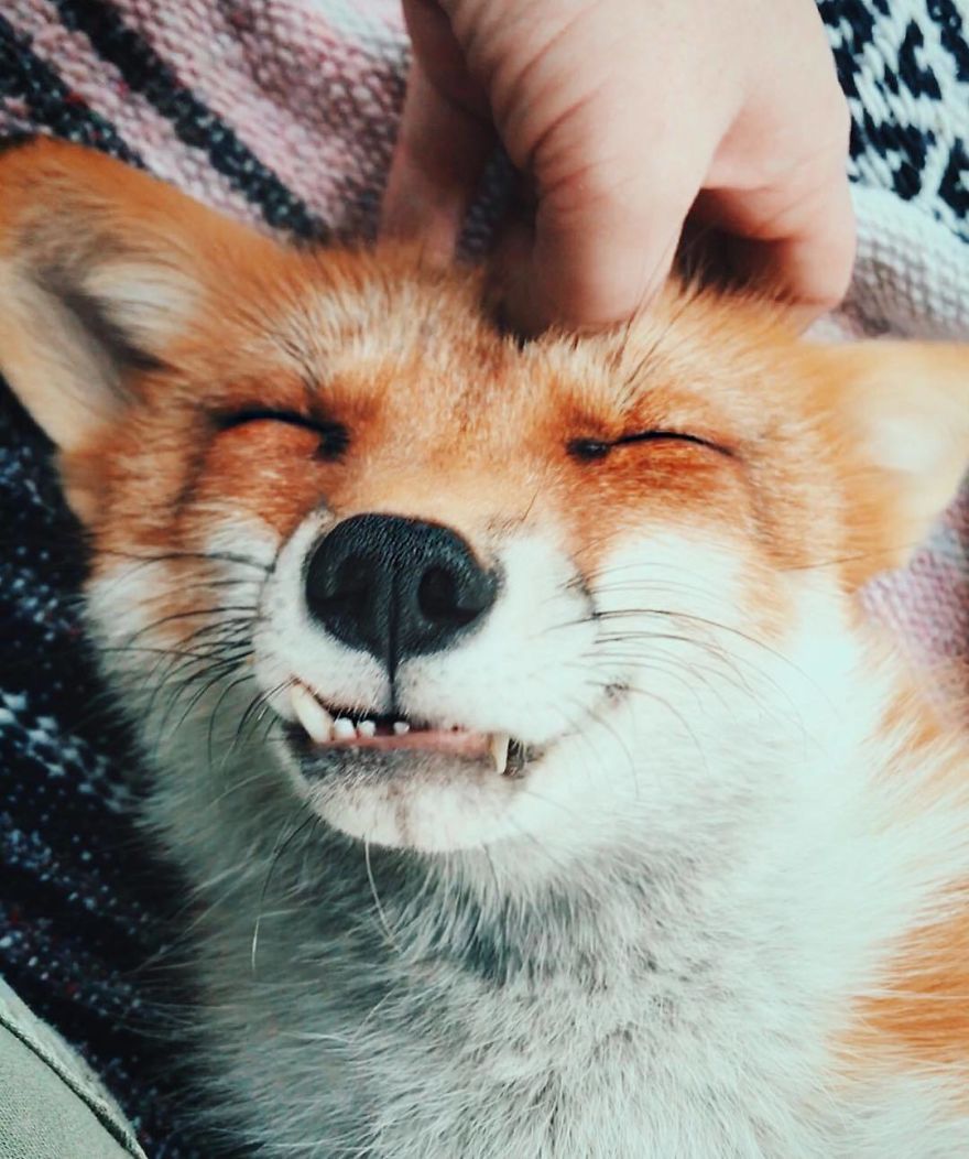 Here's What It's Like To Live With Juniper The World's Happiest Fox