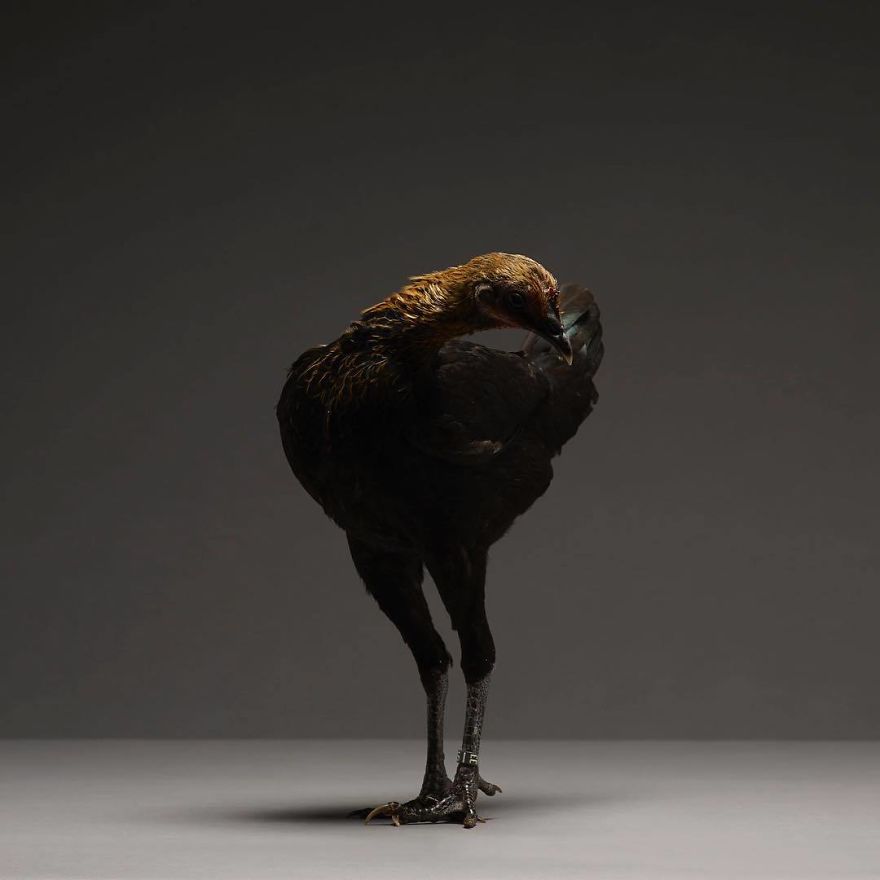 Chickens Are Just Stunning.