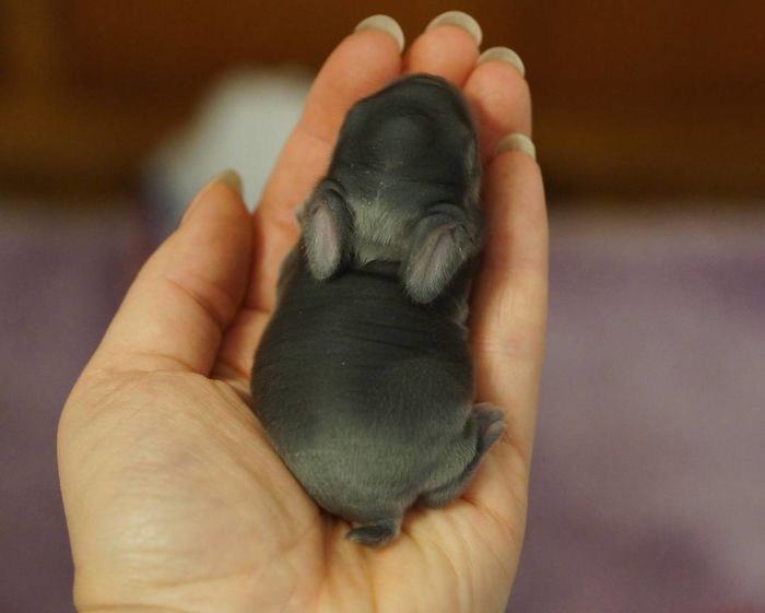 Baby-Rabbits-Palms-Blue-Clover-Rabbitry