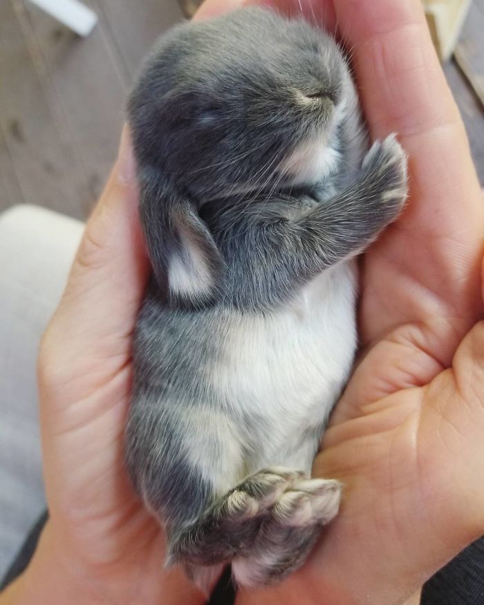 Baby-Rabbits-Palms-Blue-Clover-Rabbitry