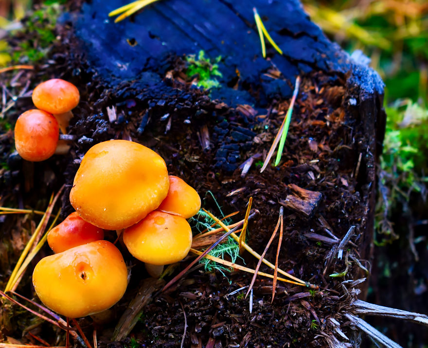 I Take Pictures Of Funky Fungi I Take Pictures Of Funky Fungi