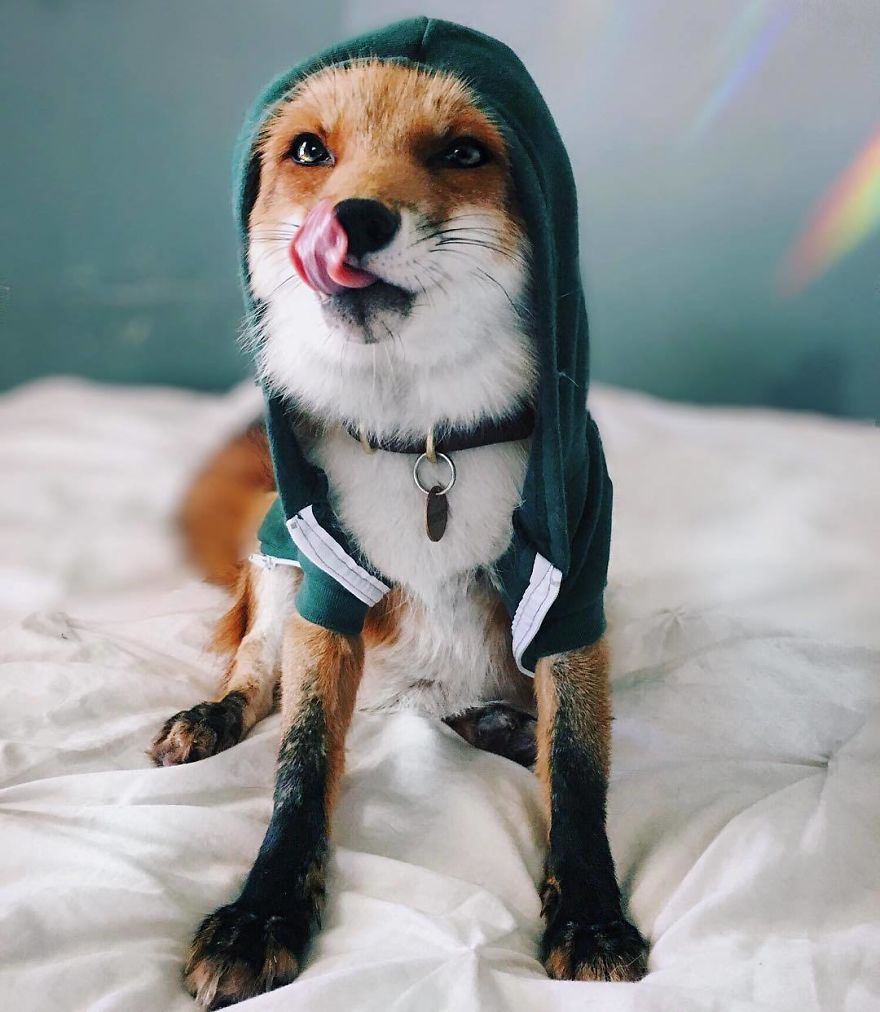 Here's What It's Like To Live With Juniper The World's Happiest Fox