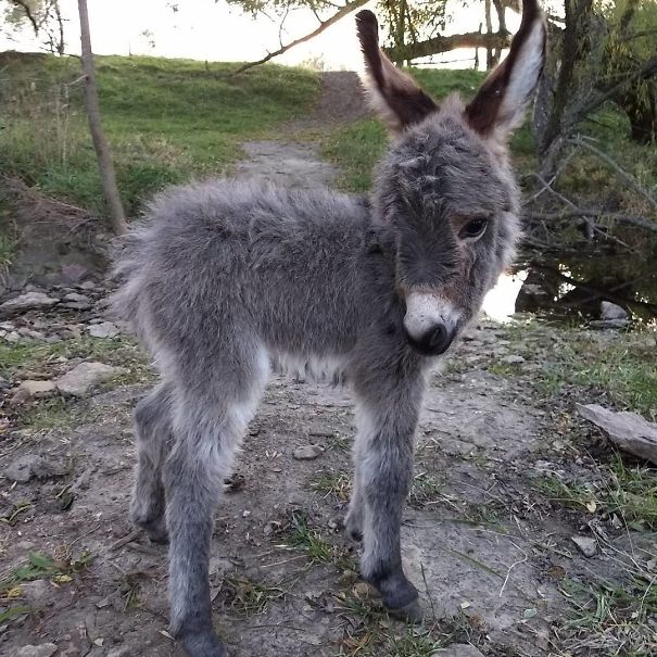 Cute baby donkey standing on a dirt path with grass in the background.