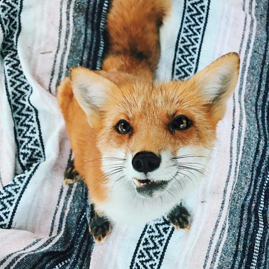 Here's What It's Like To Live With Juniper The World's Happiest Fox