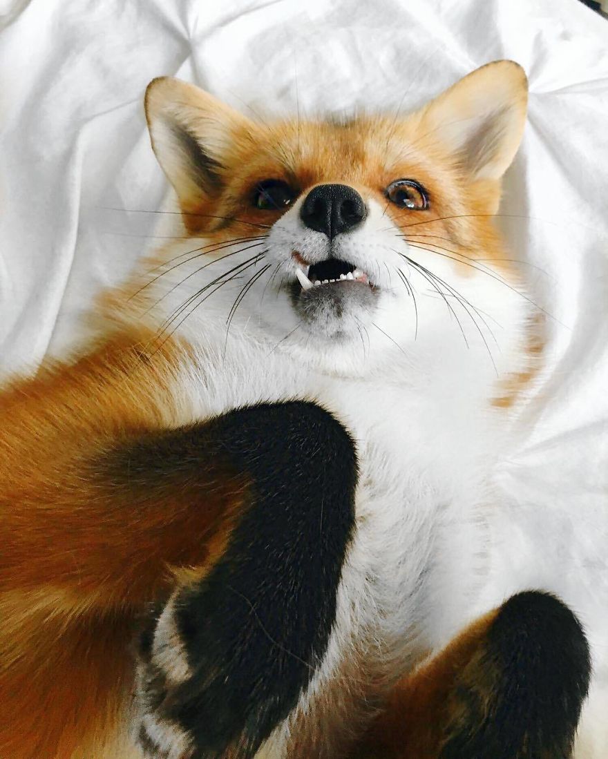 Here's What It's Like To Live With Juniper The World's Happiest Fox