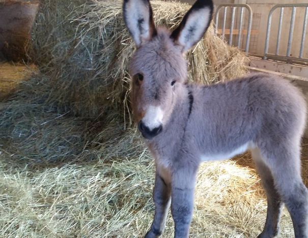 Fluffy Baby Donkey
