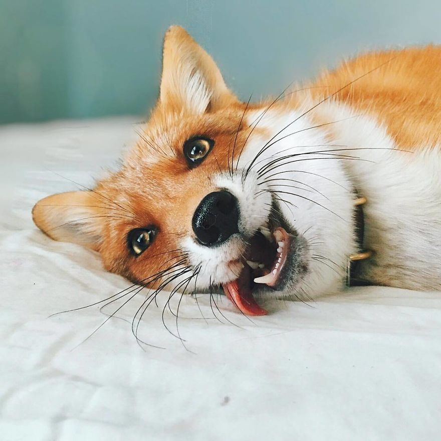 Here's What It's Like To Live With Juniper The World's Happiest Fox