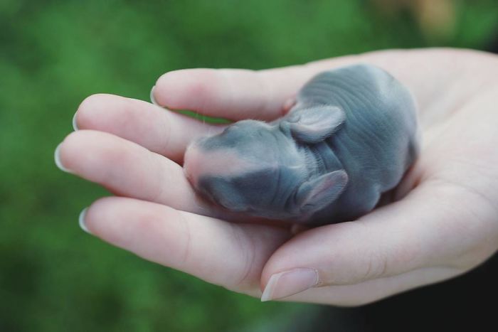 Baby-Rabbits-Palms-Blue-Clover-Rabbitry