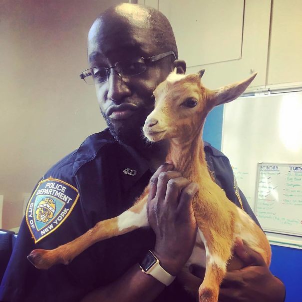 This Little Goat Was On The Loose In The Bronx, But Thanks To A Few Of The Finest In The 40 Precinct He’s Now Got A New Home On A Farm