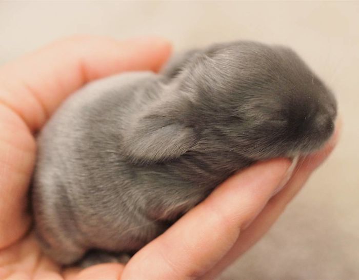 Baby-Rabbits-Palms-Blue-Clover-Rabbitry