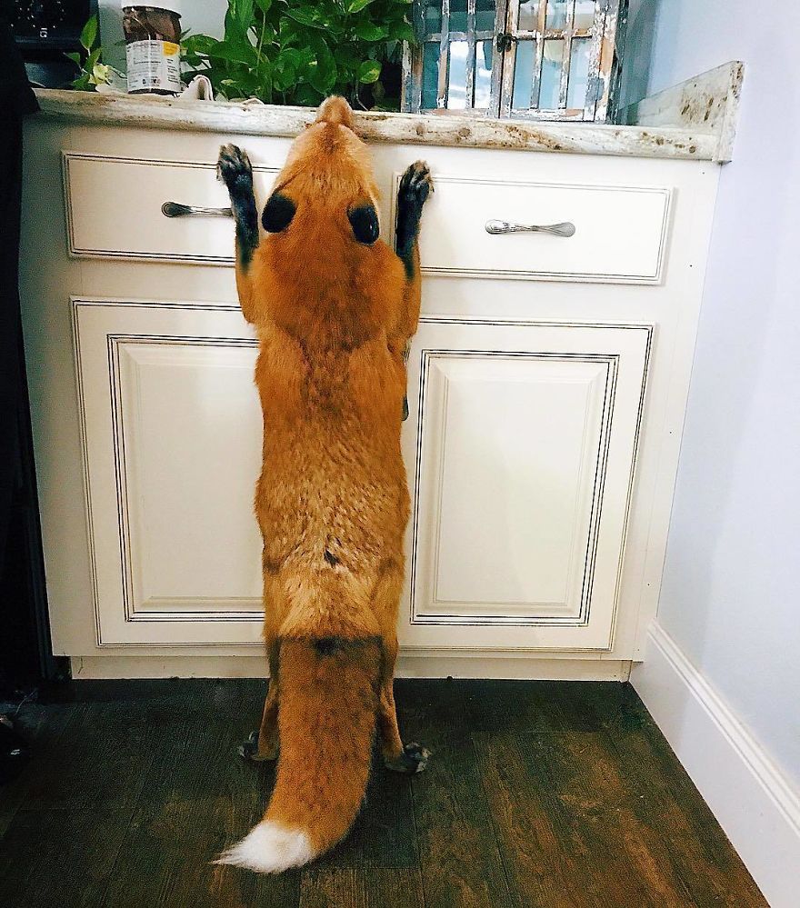 Here's What It's Like To Live With Juniper The World's Happiest Fox