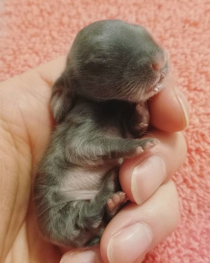 Baby-Rabbits-Palms-Blue-Clover-Rabbitry