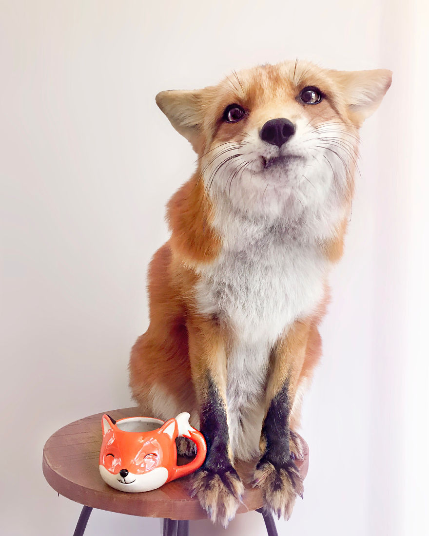 Here's What It's Like To Live With Juniper The World's Happiest Fox