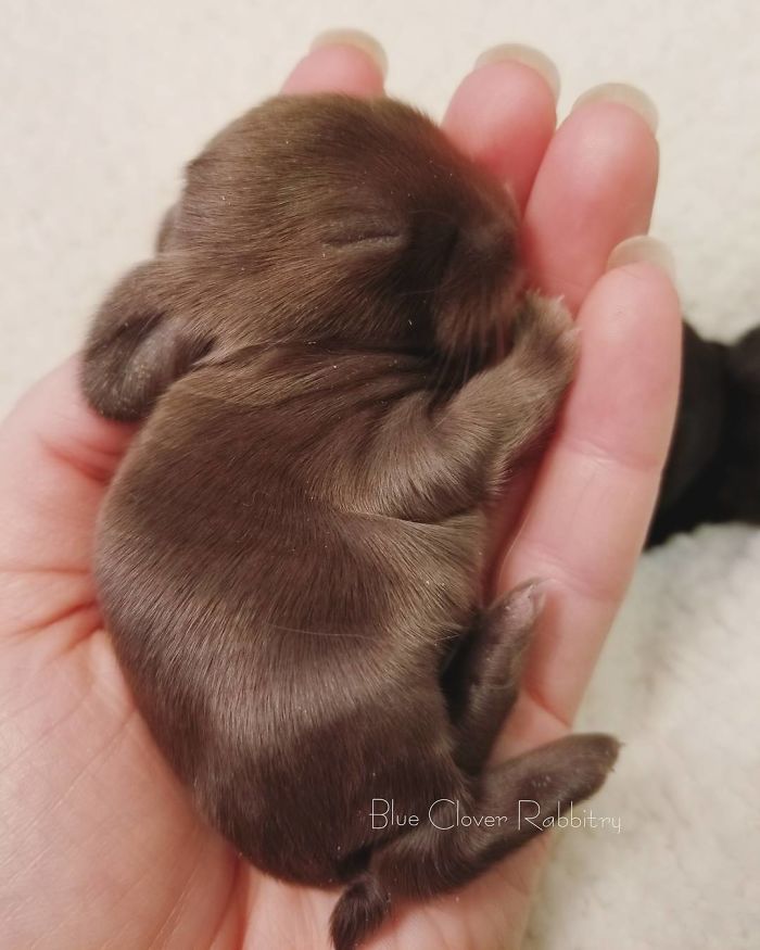 Baby-Rabbits-Palms-Blue-Clover-Rabbitry