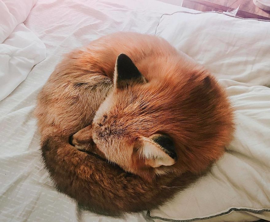 Here's What It's Like To Live With Juniper The World's Happiest Fox
