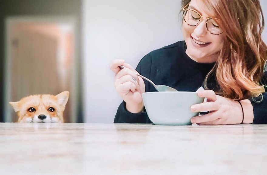 Here's What It's Like To Live With Juniper The World's Happiest Fox