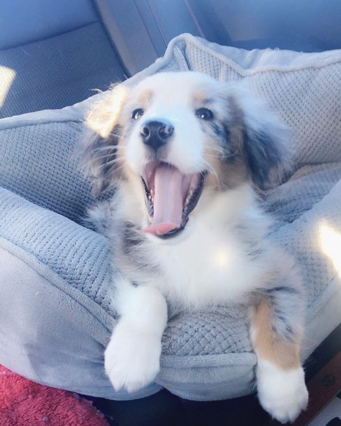 Pulling Into Mcdonald’s Like