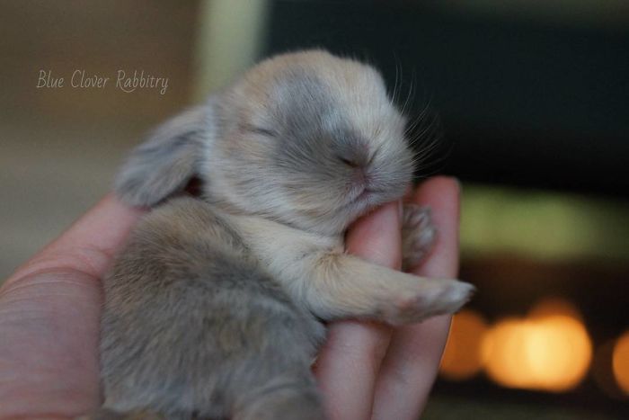 Baby-Rabbits-Palms-Blue-Clover-Rabbitry