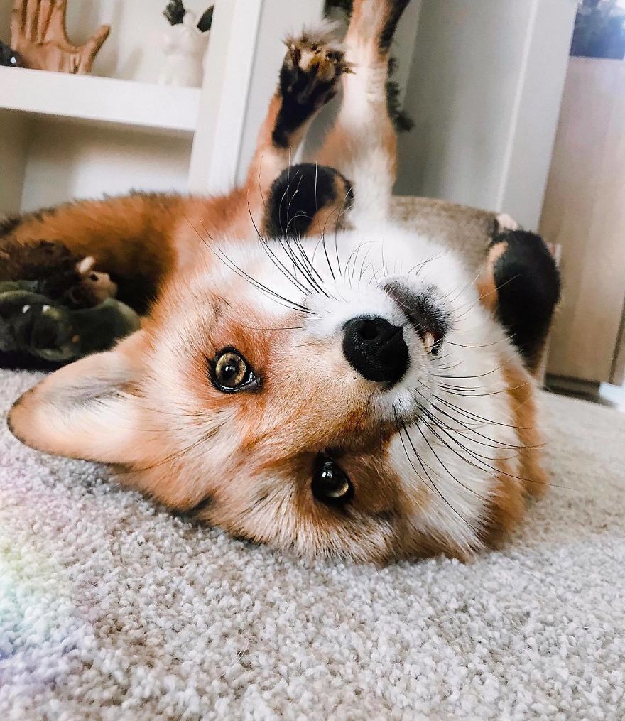 Here's What It's Like To Live With Juniper The World's Happiest Fox