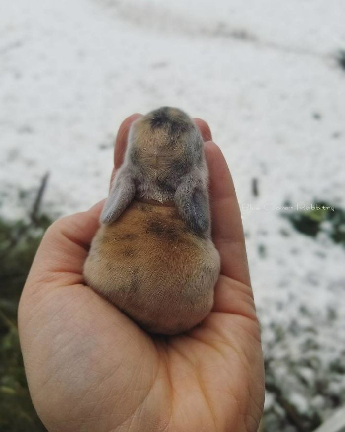 Baby-Rabbits-Palms-Blue-Clover-Rabbitry