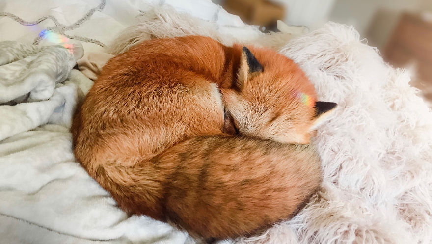 Here's What It's Like To Live With Juniper The World's Happiest Fox
