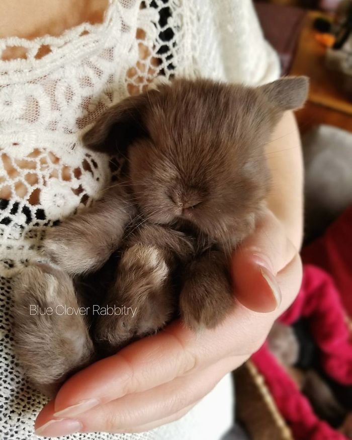 Baby-Rabbits-Palms-Blue-Clover-Rabbitry