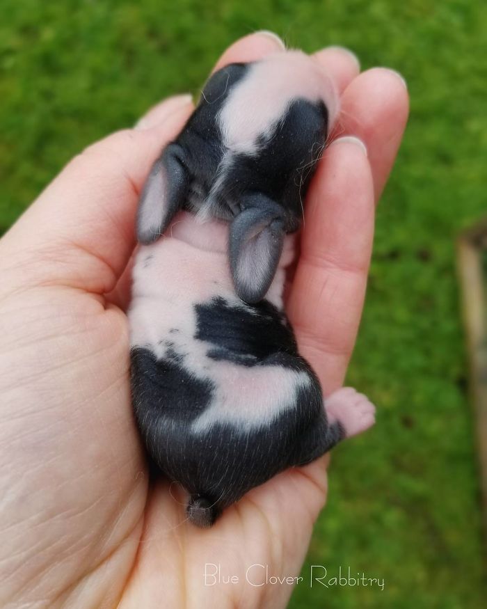 Baby-Rabbits-Palms-Blue-Clover-Rabbitry