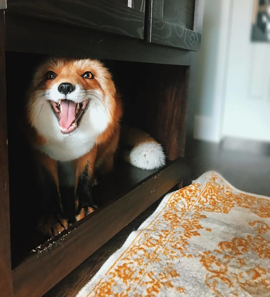 Here's What It's Like To Live With Juniper The World's Happiest Fox